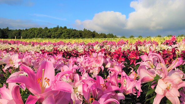 まるで絵画の世界に入り込んだ光景が広がるお花畑!