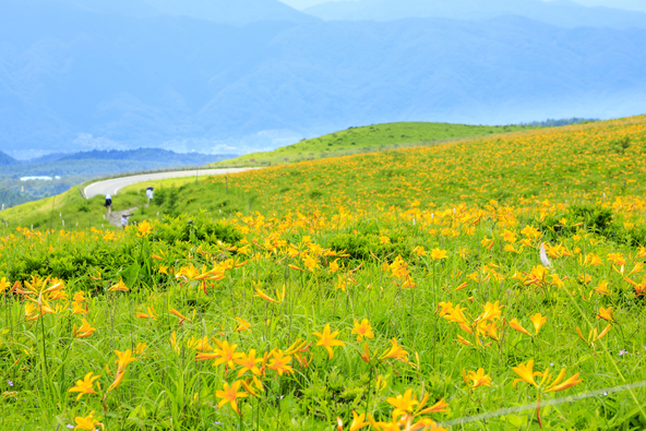 車山肩に咲くニッコクキスゲ(画像提供:オフィスK / PIXTA)