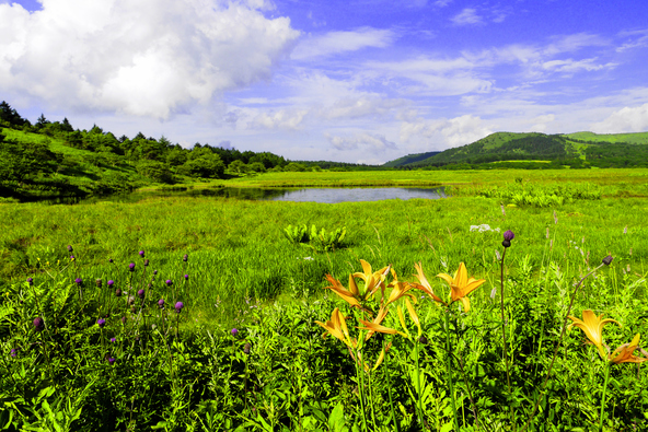 初夏の「八島ヶ原湿原」(画像提供:tenjou / PIXTA)