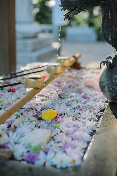 美しい花手水