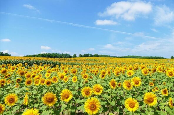 太陽に向かって元気に咲くひまわりたちは、見るだけで元気をもらえますよ