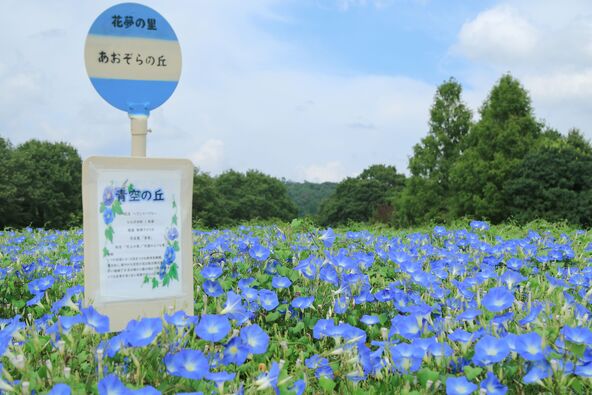 「Flower village 花夢の里」の青い朝顔畑とフォトスポット