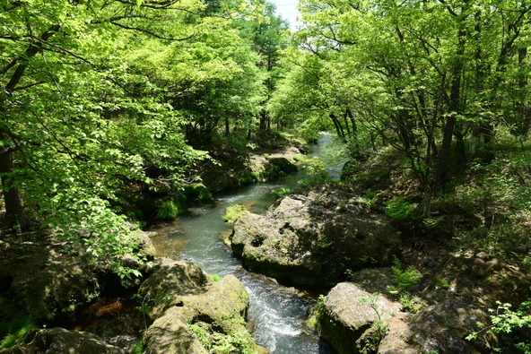 木漏れ日きらめく湯川の渓流