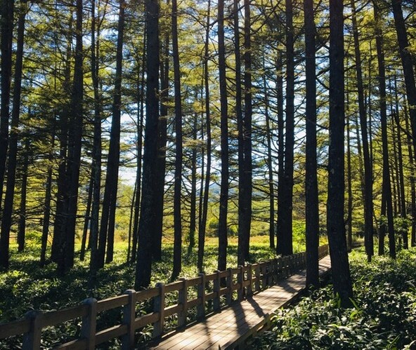 小田代原、木漏れ日の木道