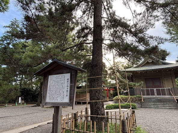 戦勝を願って植えたとされる「頼朝公お手植えの松」(2代目)