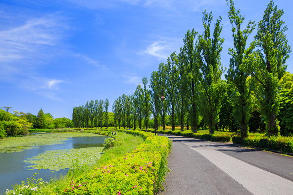 「水元公園」のポプラの並木道(画像提供:momo / PIXTA)