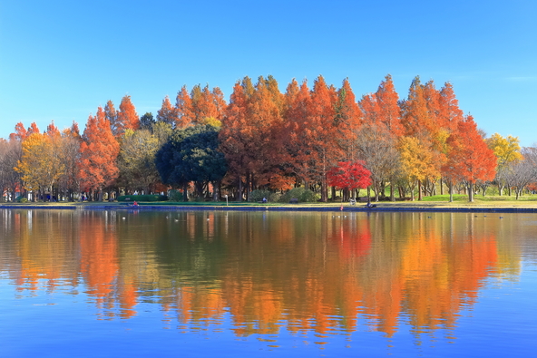 水郷の向こうには埼玉県三郷市の「みさと公園」が見えます(画像提供:momo / PIXTA)