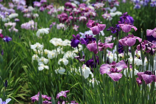 色とりどりの花菖蒲(画像提供:ジャバ / PIXTA)