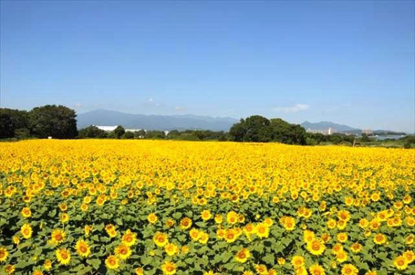 座間の大地に咲き誇る55万本のひまわり