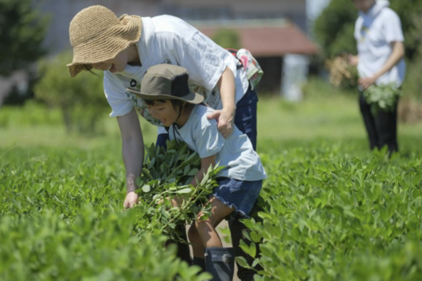 親子で落花生収穫体験&食べ放題!