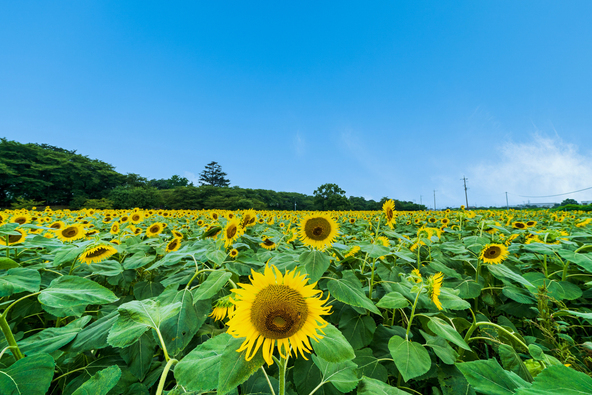 夏の青空と向日葵のコントラストにも注目(画像提供:K@zuTa / PIXTA)