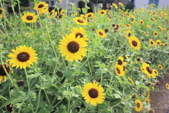 小ぶりで草丈が低めの「アポロン」