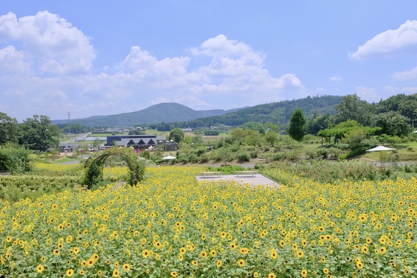 向日葵の花の川が咲き広がります