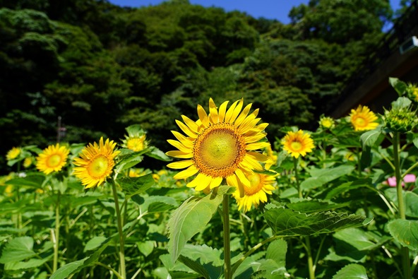 約100万本の向日葵は圧巻です