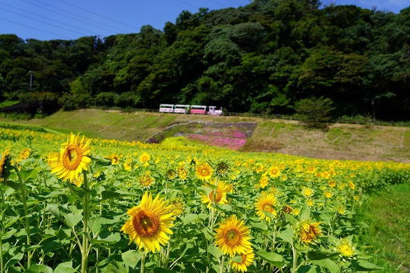 のどかな風景が広がります