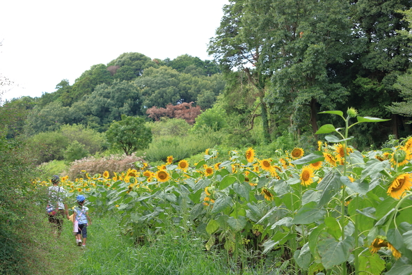 背の高い向日葵畑を歩き虫を探す、夏の探検(画像提供:Mayu78 / PIXTA)