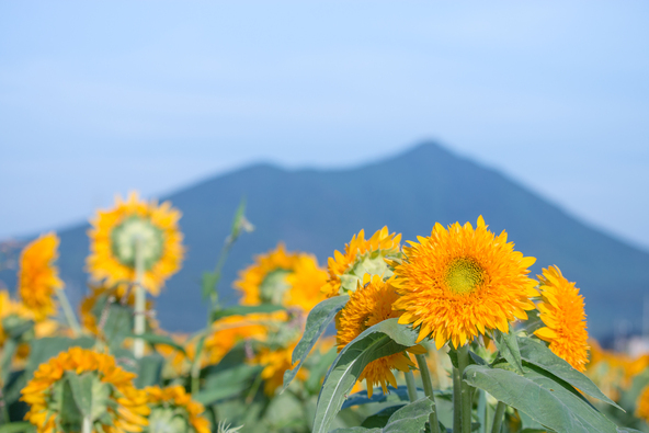 筑波山とのコントラストが壮観!