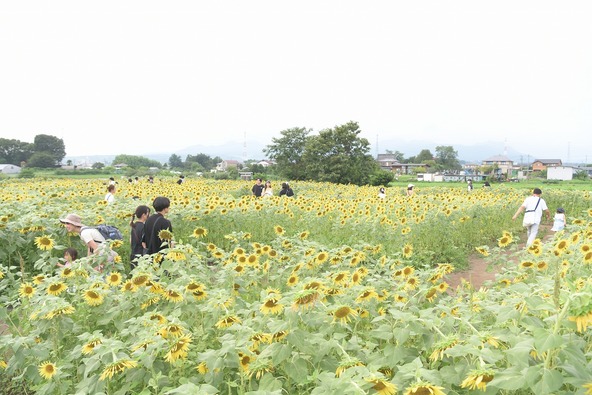 見頃の時期を迎えると、園内には美しい向日葵(ひまわり)が咲き誇ります