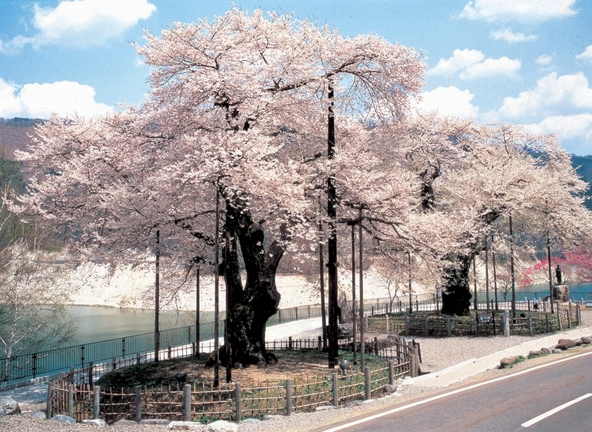荘川地域に咲く樹齢500年の荘川桜