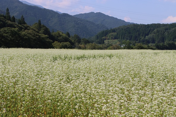 畑一面にひろがるそばの花(過去の様子)
