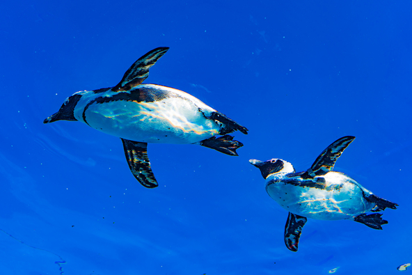 「すみだ水族館」のペンギンたち(miko_neko / PIXTA)
