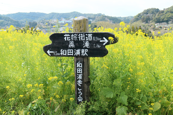 春は菜の花も咲く散策道(画像提供:ISO8000 / PIXTA)