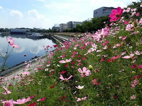 しながわ花海道の様子(写真撮影:2015年9月)