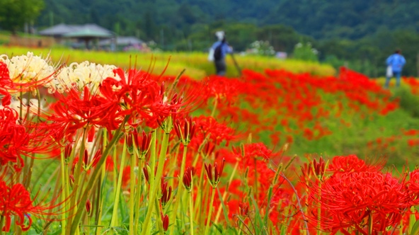 朱色の彼岸花と黄金色の稲穂が織りなす田園風景