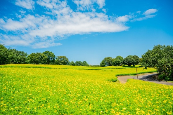 4つの花畑で色とりどりの花々が楽しめます