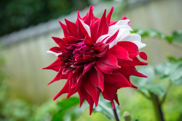 複数の色が入り混じる浮気心