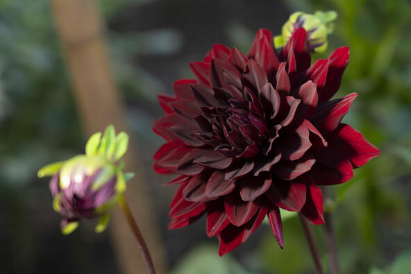 シックな色合いの黒蝶