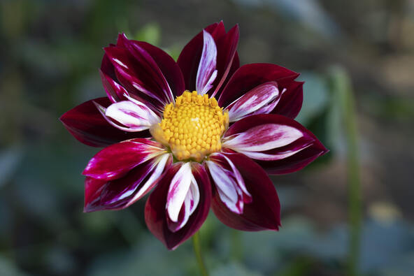 内側にピンクと白の副弁がある「コラレット咲き」のメアリーエベリン