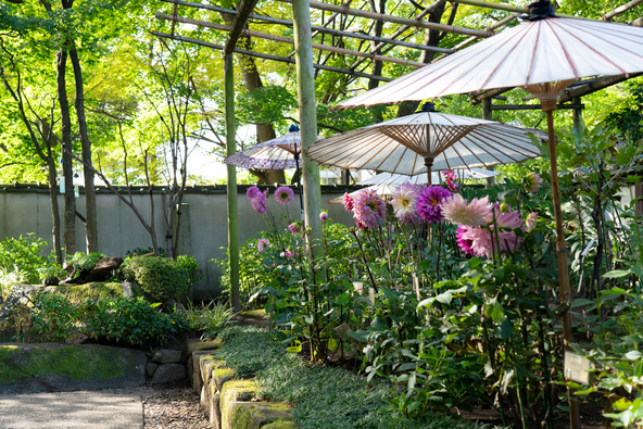 木漏れ日と和傘がつくる、秋のダリア回廊