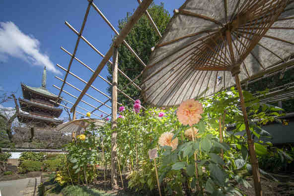 和傘の庇に守られたダリアと旧寛永寺五重塔