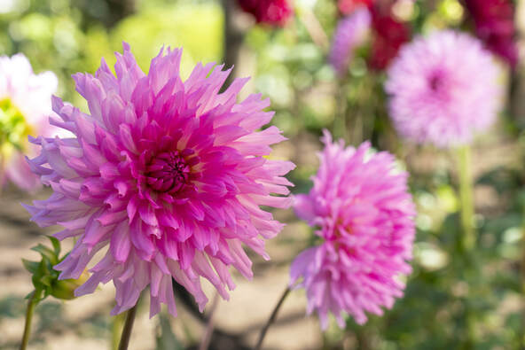 多彩な花の色や姿が魅力のダリア