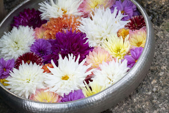 水に浮かべたダリア