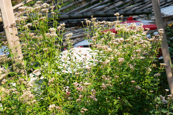 藤色の小さな花が咲くフジバカマ