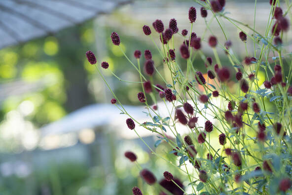 深紅の花穂が揺れるワレモコウ