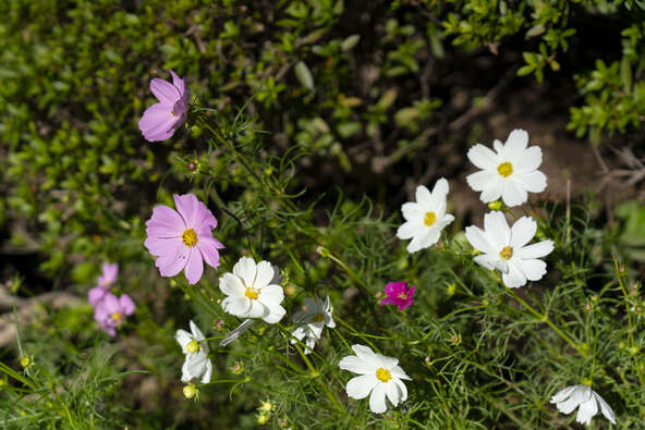 秋の花の代表格・コスモス