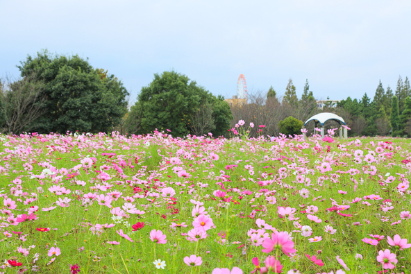 「牧の原公園」の様子(画像: Kurohara / PIXTA)