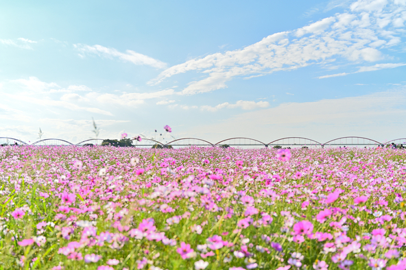 「吹上コスモス畑」の様子(画像:たけぽん / PIXTA)