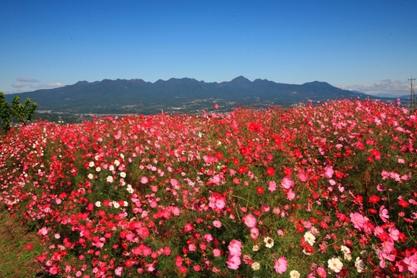 「鼻高展望花の丘」の様子