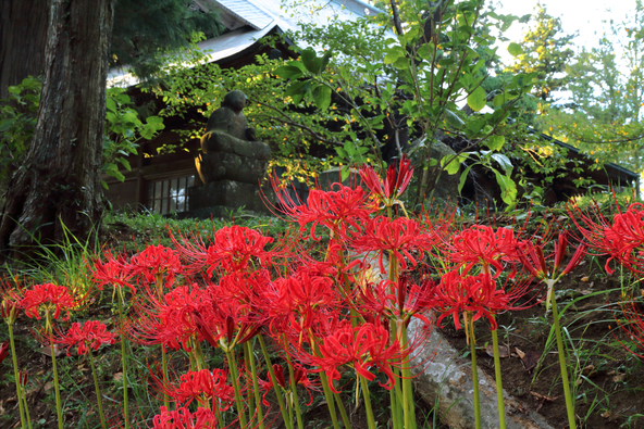 約10万本もの彼岸花が咲き誇る寺院(画像提供:深澤保二 / PIXTA)