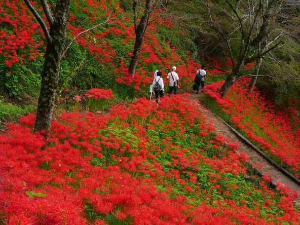 斜面一帯に約55万本の彼岸花が咲き誇る光景は圧巻です!