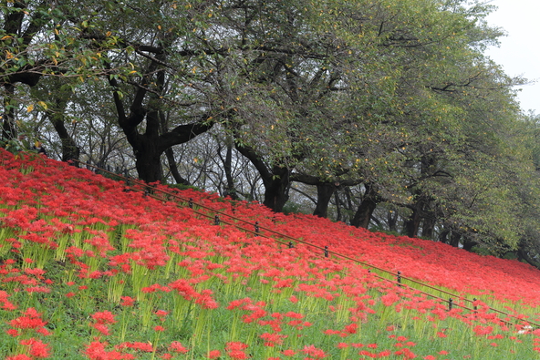 約300万本の彼岸花が開花し斜面が真っ赤に染まります
