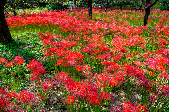 10年以上前から博物館スタッフが植えはじめた彼岸花(画像提供:denkei / PIXTA)