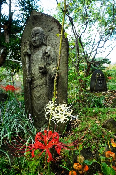彼岸花の関東三大名所のひとつ「常泉寺」
