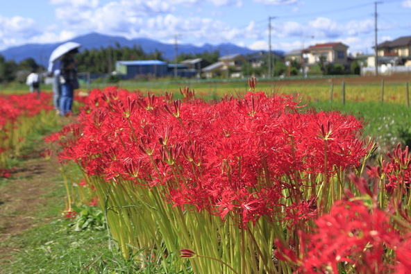 田園風景とのコントラストが楽しめる「小出川沿い」(画像提供:Mayu78 / PIXTA)