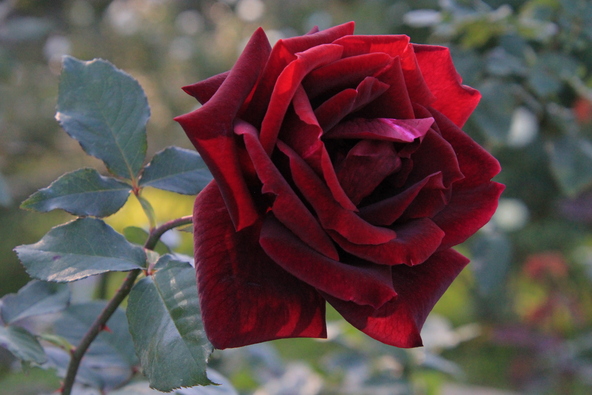 「国際ばら新品種コンクール」金賞受賞花の「クィーン・オブ・神代」