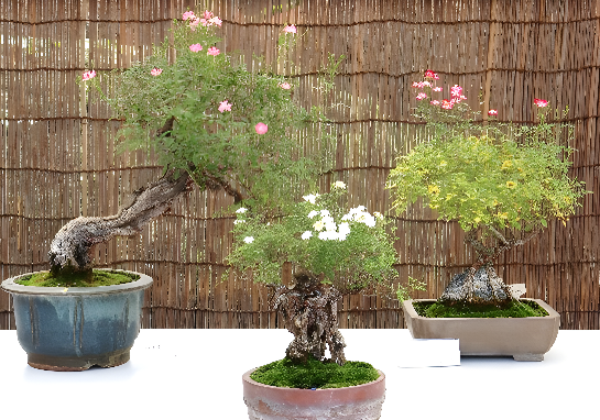 秋のミニバラ盆栽展(2023年撮影)